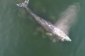 Photo of Первый китовый заповедник откроется в Северной Америке в 2023 году