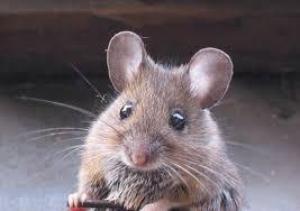 Photo of Нехватка одного белка помешала старым мышам справиться с болезнью Паркинсона