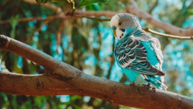 Photo of Волнистые попугаи: особенности содержания и правильного ухода