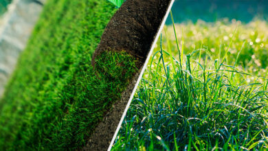 Photo of Рулонный газон — как вырастить в домашних условиях? Правила ухода