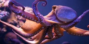 Photo of Закон Великобритании признает чувствительность осьминогов, крабов и омаров